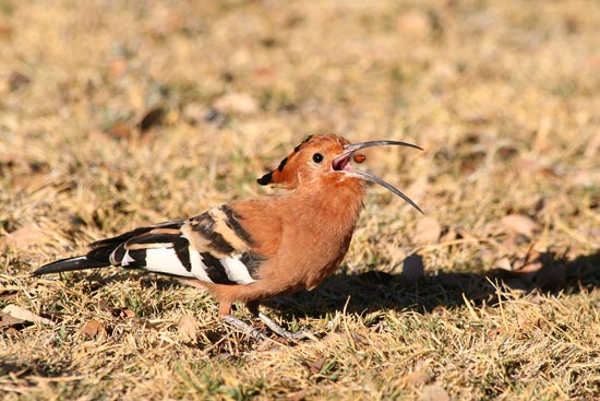 African Hoopoe, Etosha National Park