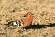 African Hoopoe, Etosha National Park