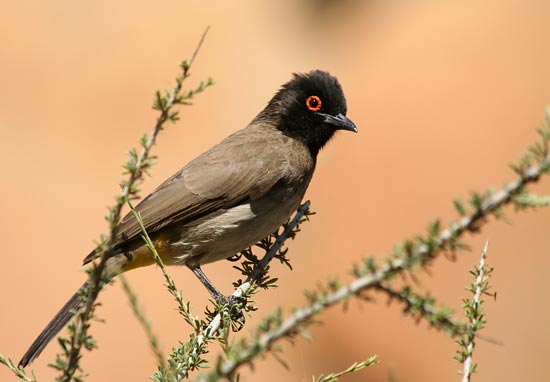African Red-eyed Bulbul, Omaruru, Erongo