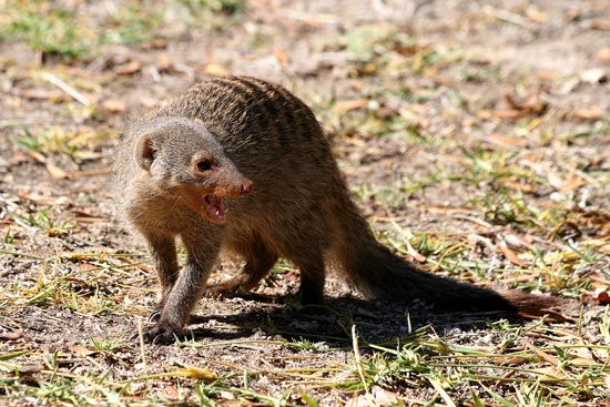 Banded Mongoose, Etosha National Park