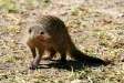 Banded Mongoose, Etosha National Park