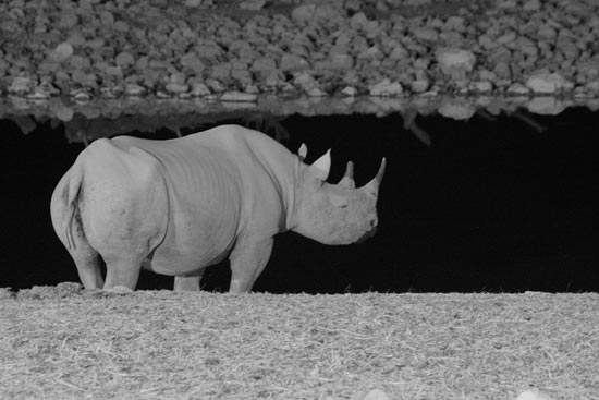 Black Rhino, Etosha National Park