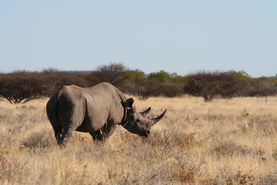 Black Rhino, Etosha National Park