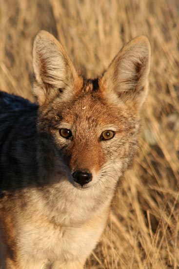 Black-backed Jackal, Etosha National Park