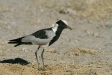 Blacksmith Plover, Etosha National Park