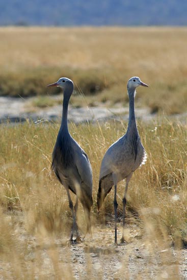 Blue Cranes, Etosha National Park