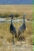 Blue Cranes, Etosha National Park