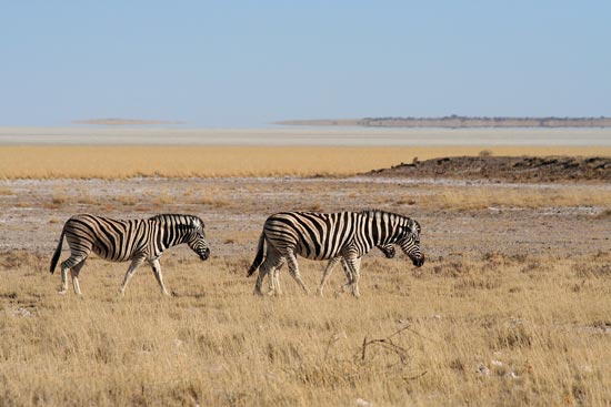 Burchell's Zebra, Etosha National Park