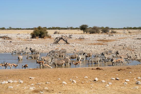 Burchell's Zebra and Springbok, Etosha National Park
