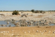 Burchell's Zebra and Springbok, Etosha National Park