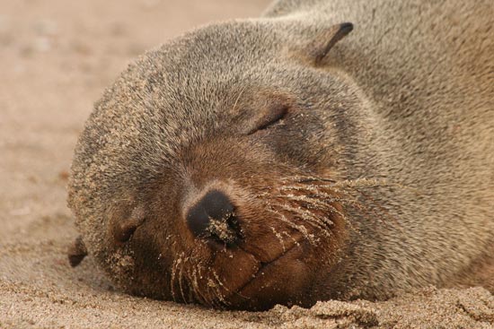 Cape Fur Seal, Walvis Bay