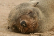 Cape Fur Seal, Walvis Bay