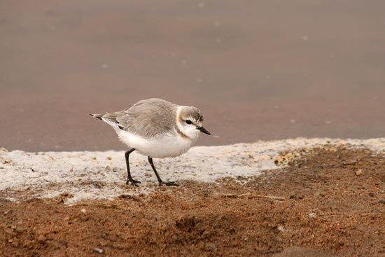 Chestnut-banded Plover, Walvis Bay Sewage Ponds