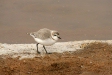 Chestnut-banded Plover, Walvis Bay Sewage Ponds
