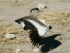 Crowned Plover, Etosha National Park