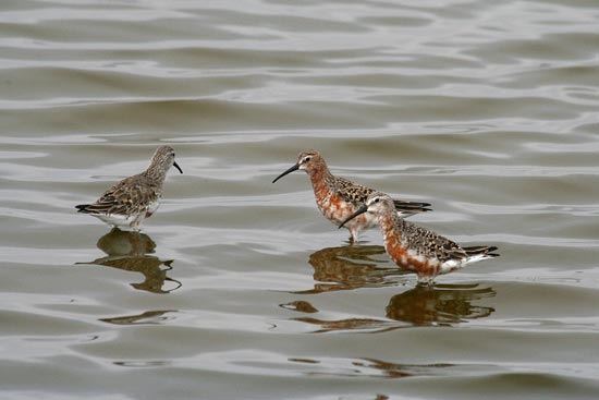 Curlew Sandpipers, Walvis Bay Sewage Ponds