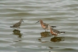 Curlew Sandpipers, Walvis Bay Sewage Ponds