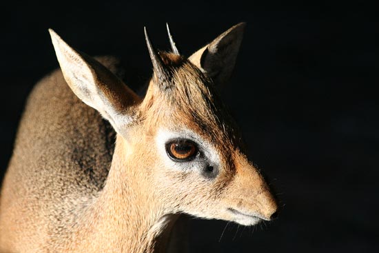 Damara Dik Dik, Waterberg Plateau