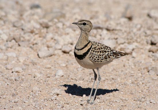 Double-banded Courser, Etosha National Park