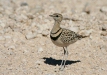 Double-banded Courser, Etosha National Park