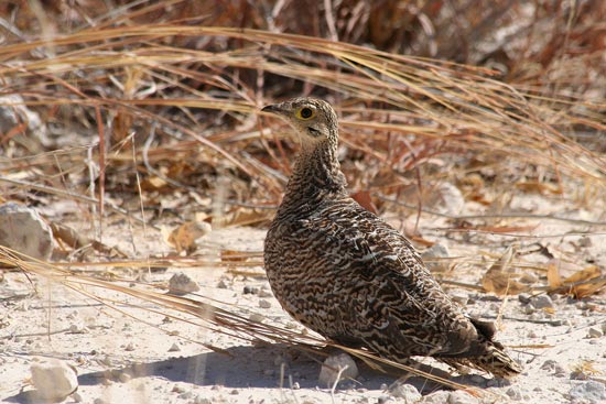 Double-banded Sandgrouse, Etosha National Park