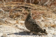 Double-banded Sandgrouse, Etosha National Park