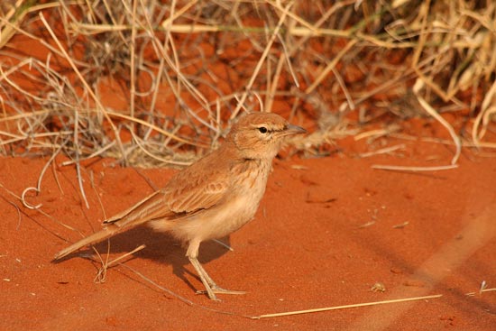 Dune Lark, Sossusvlei