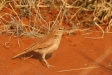 Dune Lark