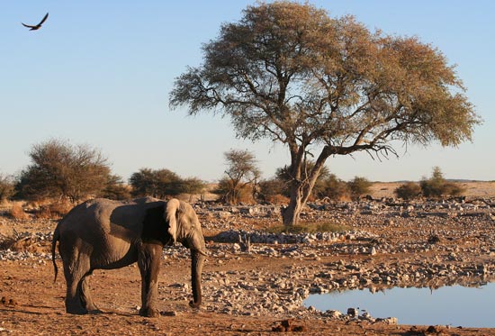 Elephant at a waterhole, Etosha National Park