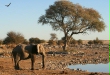 Elephant at a waterhole, Etosha National Park