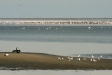 Greater and Lesser Flamingos, Walvis Bay Lagoon