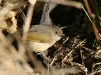 Grey-backed Camaroptera, Etosha National Park