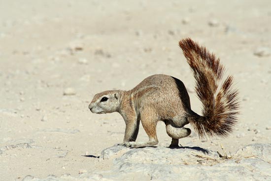 Ground Squirrel, Etosha National Park