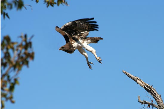 Juvenile Martial Eagle, Etosha National Park