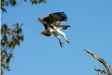 Juvenile Martial Eagle, Etosha National Park