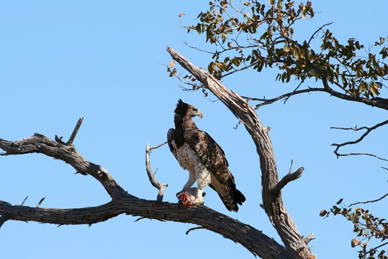 Juvenile Martial Eagle, Etosha National Park