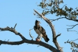 Juvenile Martial Eagle, Etosha National Park