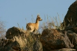 Klipspringer