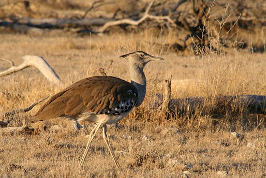 Kori Bustard, Etosha National Park