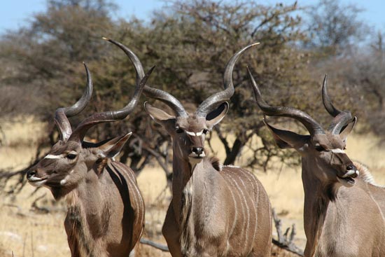 Greater Kudu, Etosha National Park
