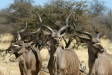Greater Kudu, Etosha National Park