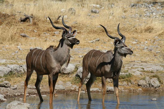 Greater Kudu, Etosha National Park