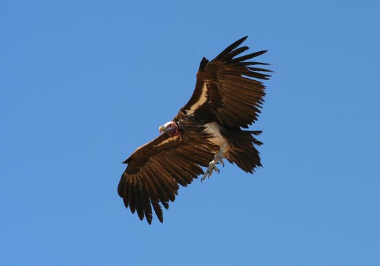 Lappet-faced Vulture, Etosha National Park