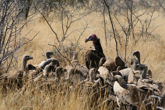 Lappet-faced Vulture, Etosha National Park