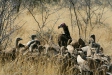 Lappet-faced Vulture, Etosha National Park
