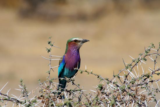 Lilac-breasted Roller, Etosha National Park