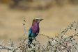 Lilac-breasted Roller, Etosha National Park