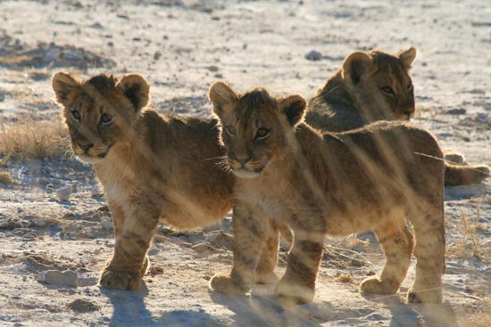 Lion cubs, Etosha National Park
