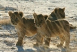 Lion cubs, Etosha National Park