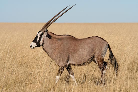 Gemsbok, Etosha National Park